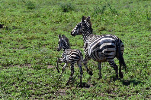 Mother and a young Zebra