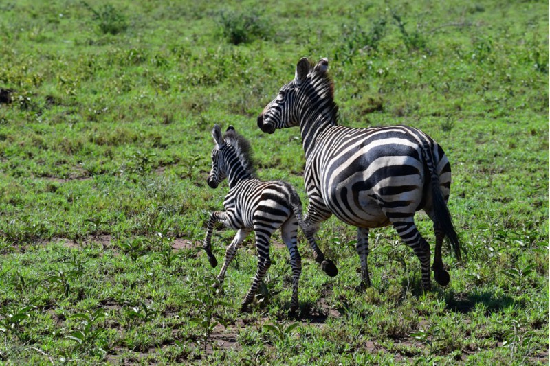 Mother and a young Zebra