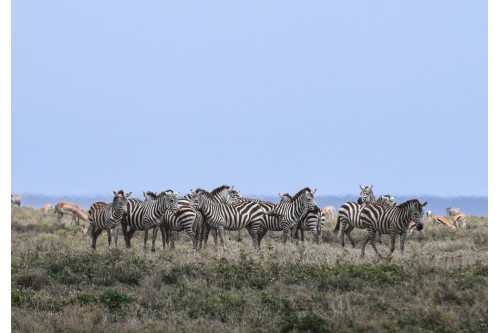 Zebras