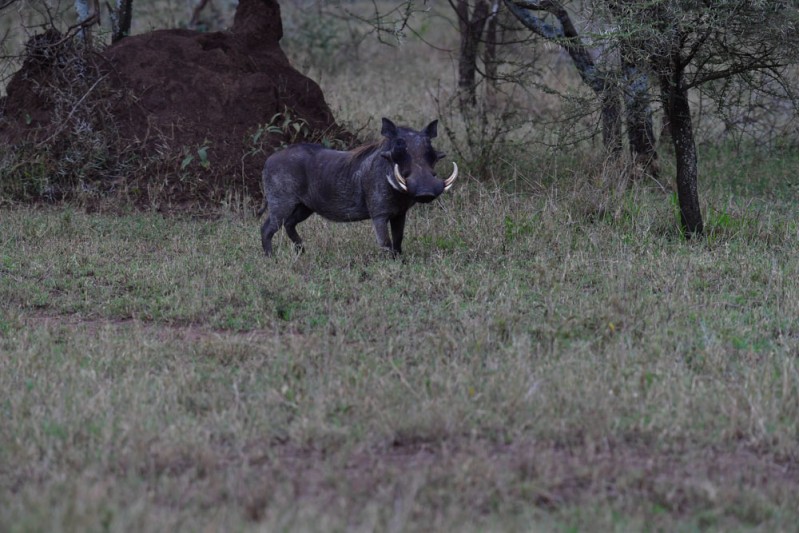 The Wildboar