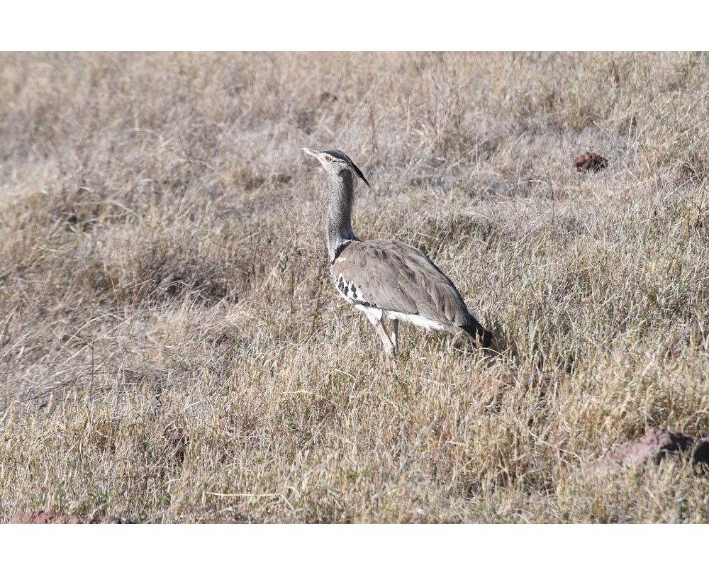 Kori Bustard 