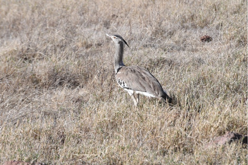 Kori Bustard 