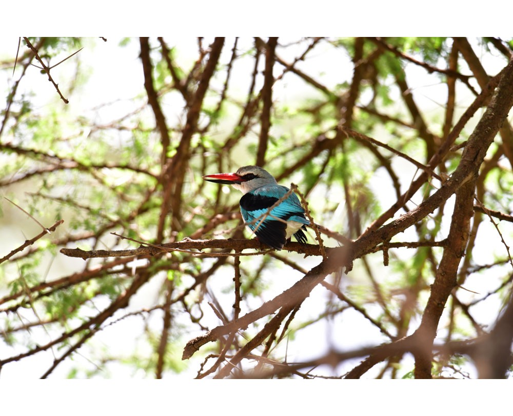 Woodland Kingfisher