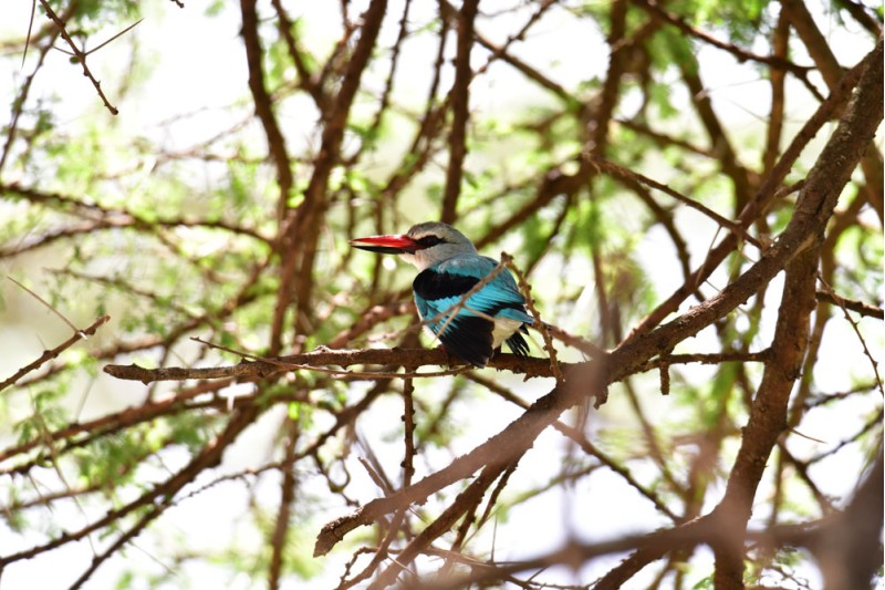 Woodland Kingfisher