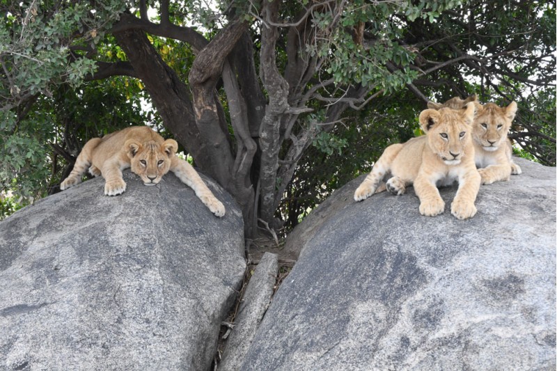 The Cubs