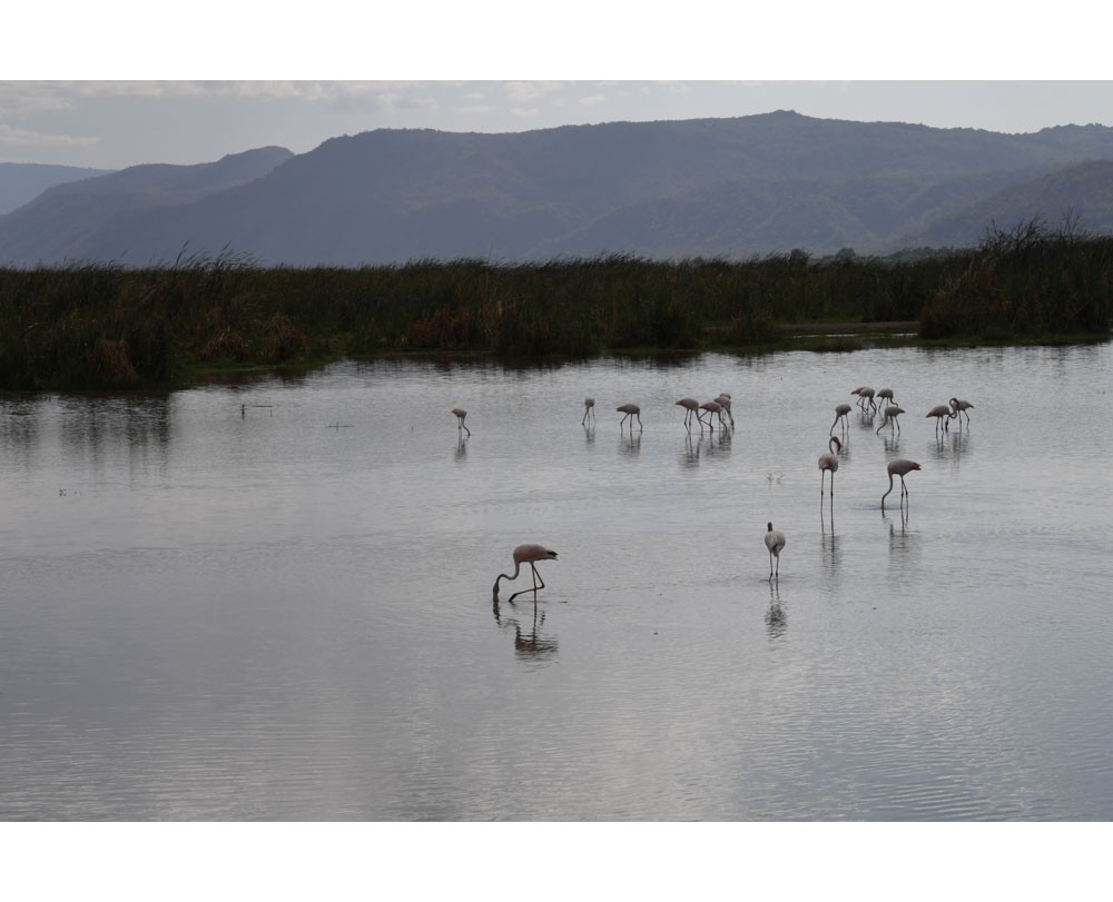 Flamingos 