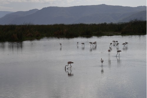 Flamingos 