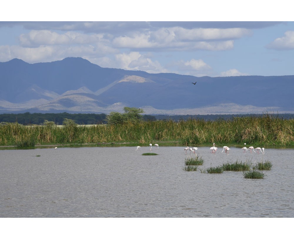 Birds In Serengeti 