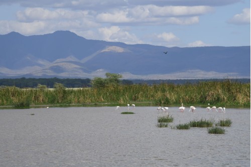 Birds In Serengeti 