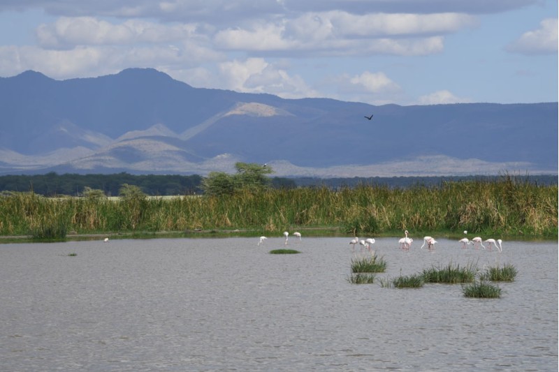 Birds In Serengeti 