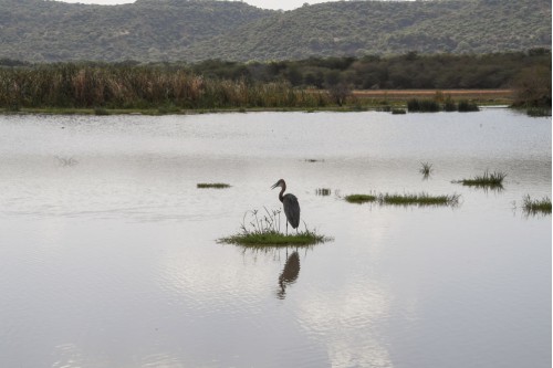 Grey Heron