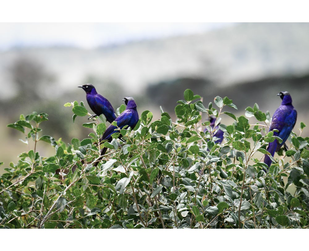 Rupell's Starling