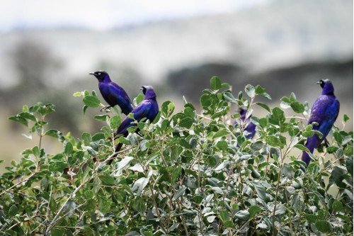 Rupell's Starling