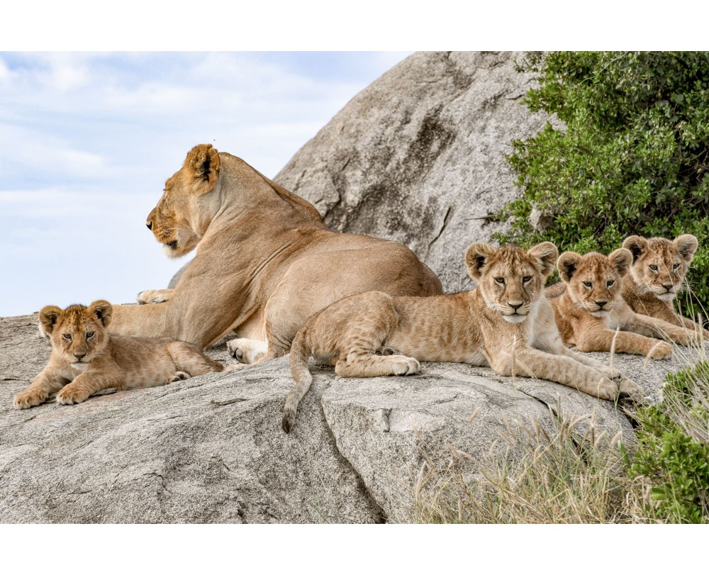 Lioness and her Cubs