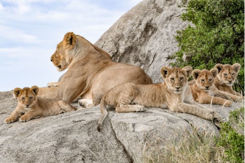 Lioness and her Cubs