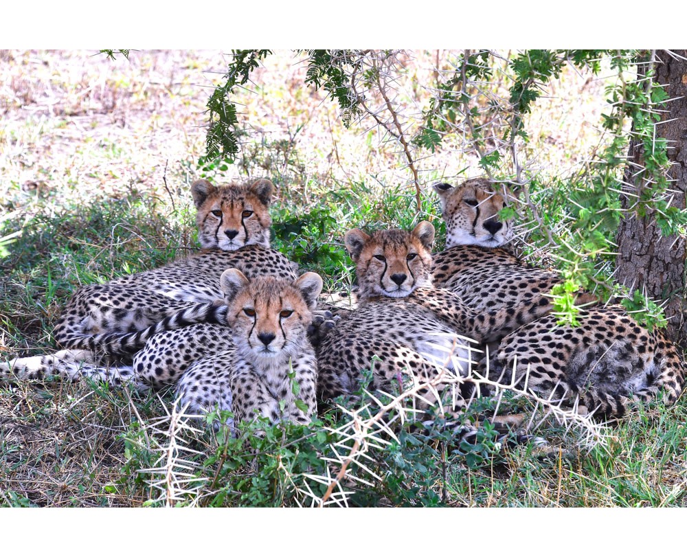 Cheetahs