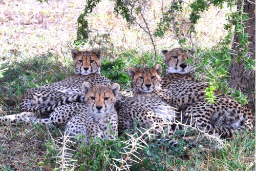 Cheetahs