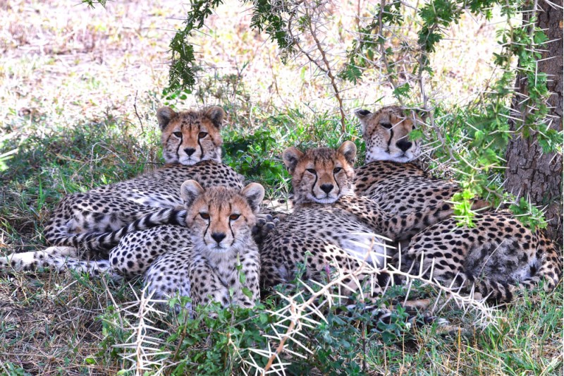 Cheetahs