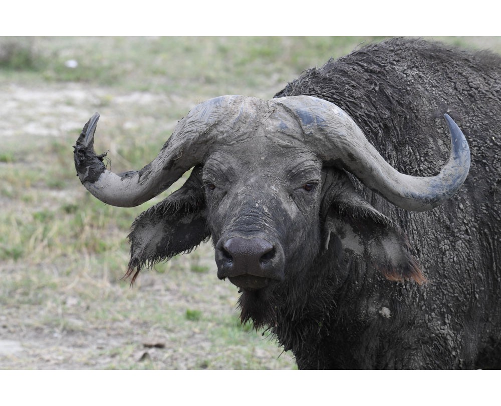 African Cape Buffalo