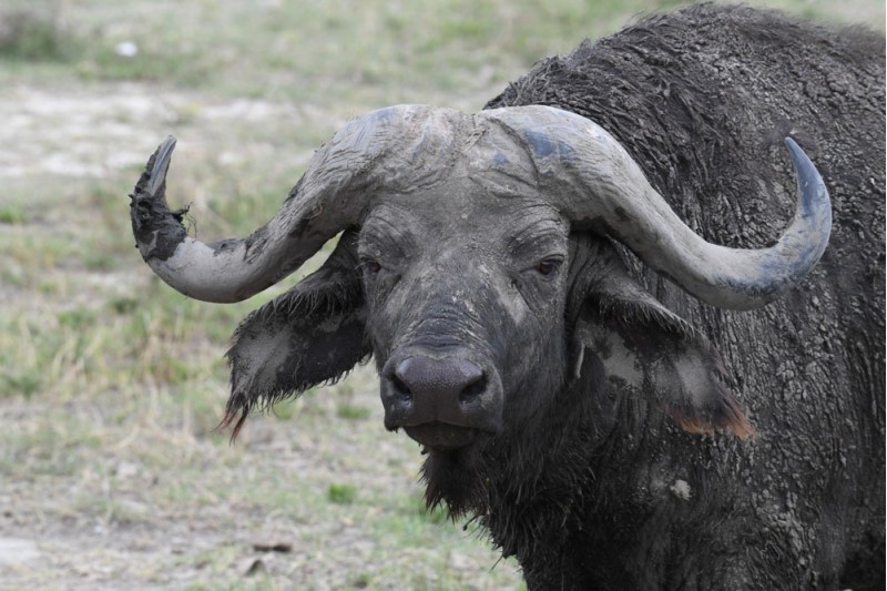 African Cape Buffalo