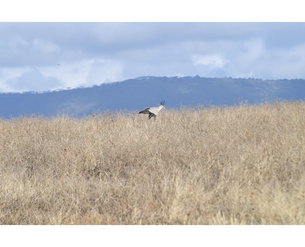 Secretary Bird