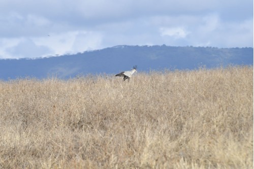 Secretary Bird