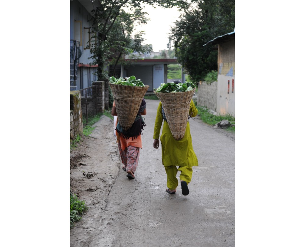 Tea Pluckers at Kangra