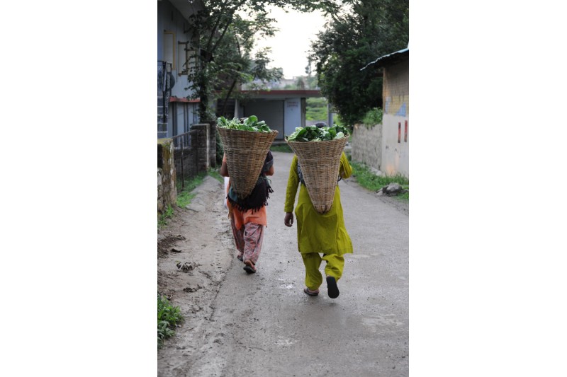 Tea Pluckers at Kangra