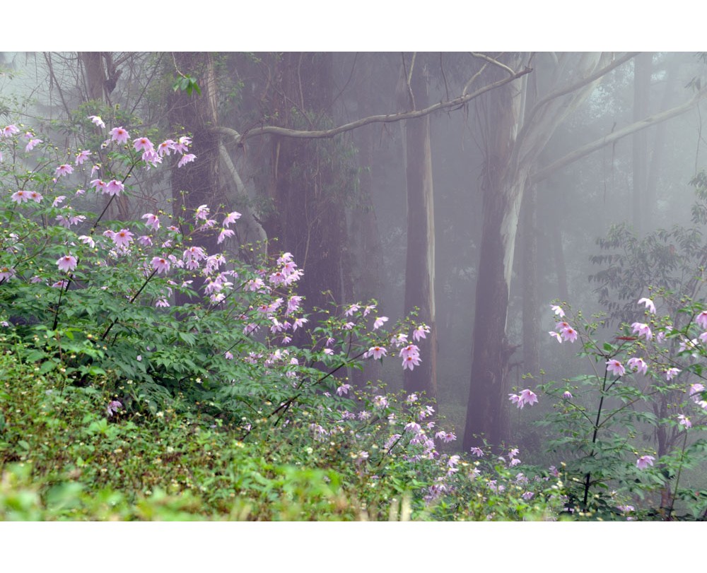 Wild Flowers