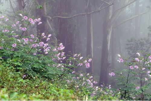 Wild Flowers