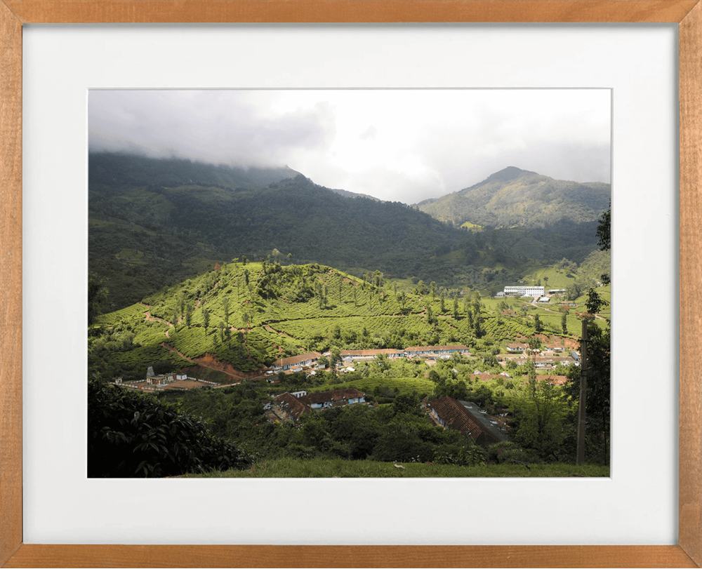 The nilgiris