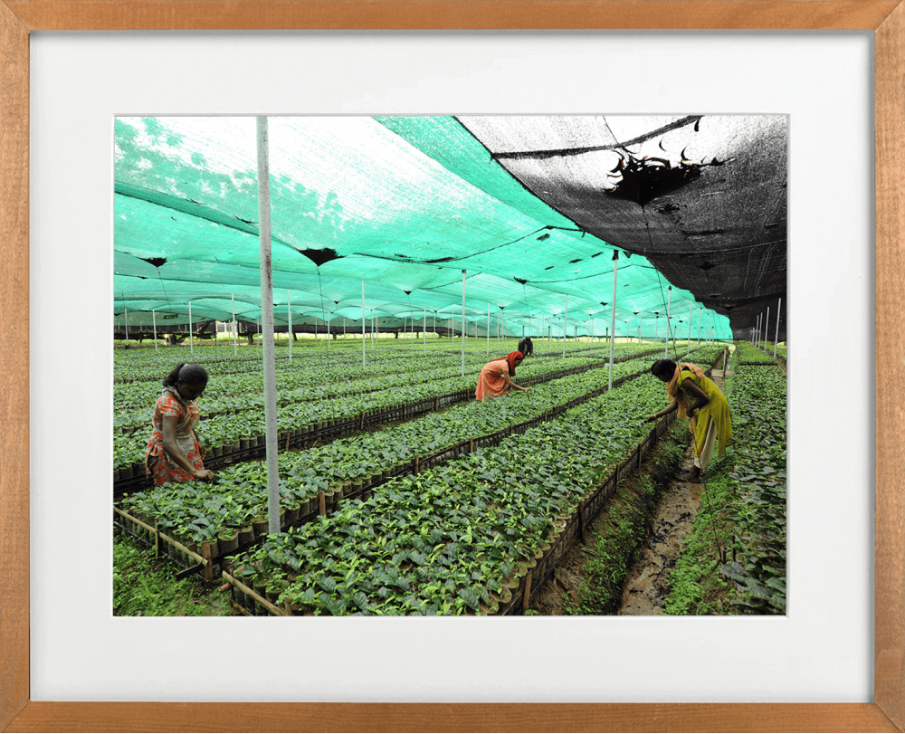 Tea Nursery