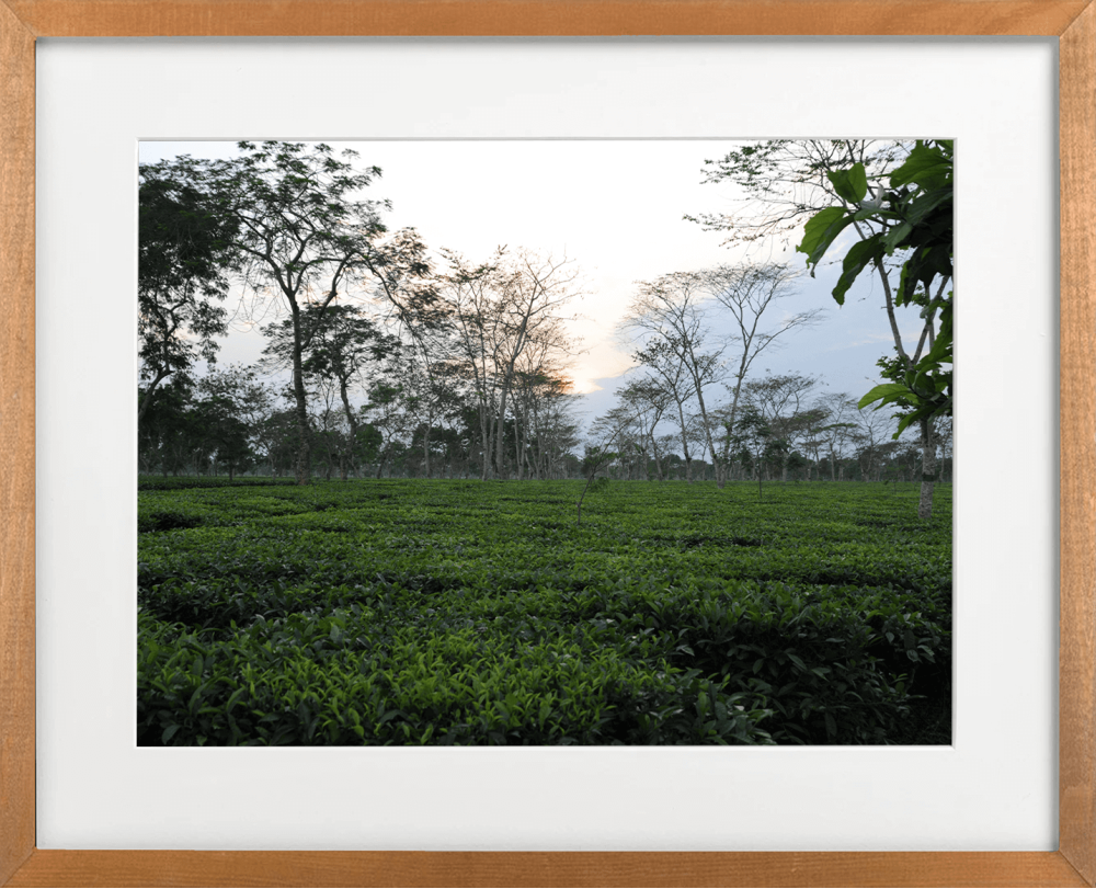 sunset & tea