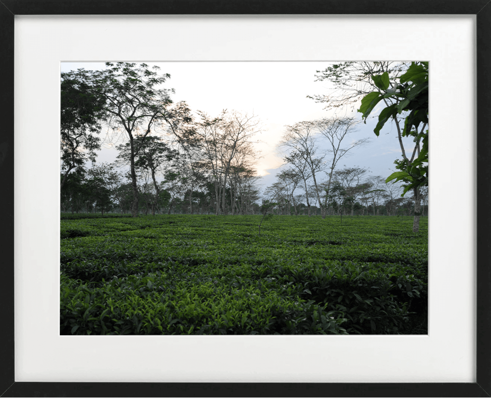 sunset & tea