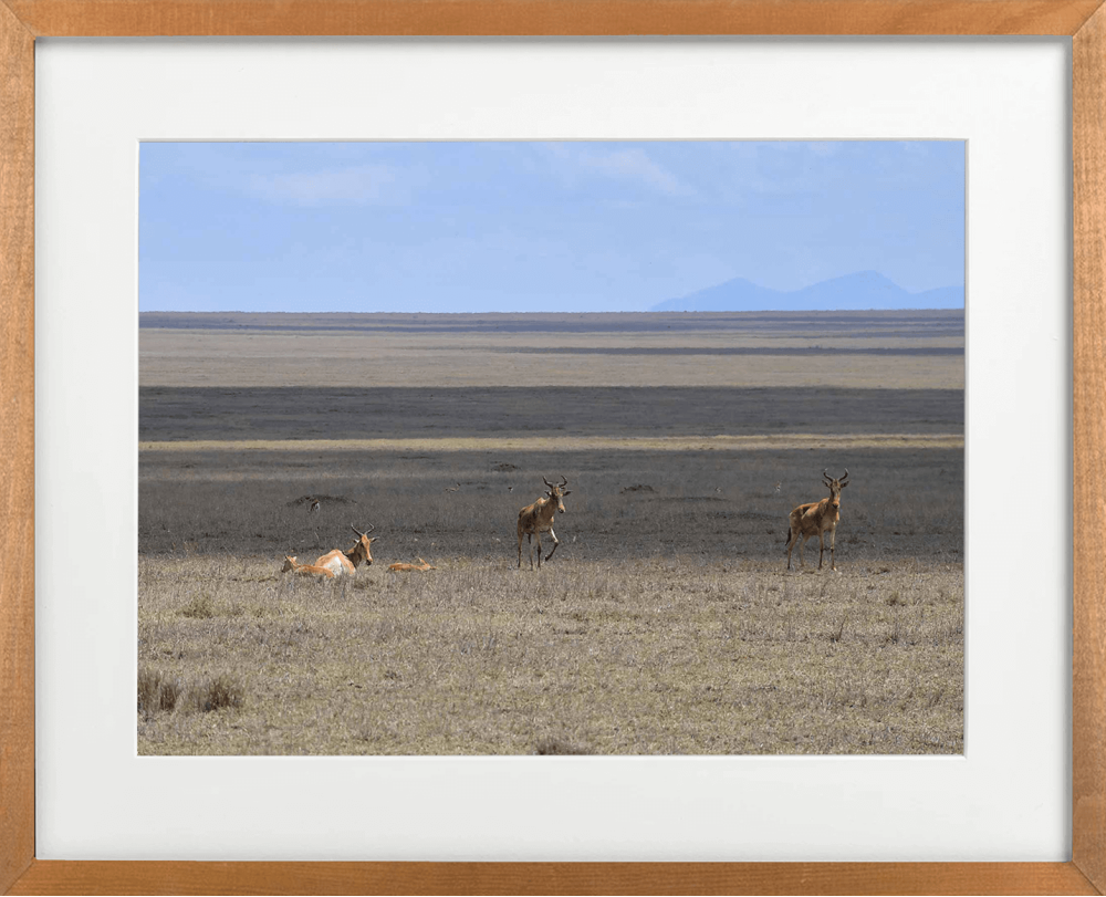 Red Hartebeest