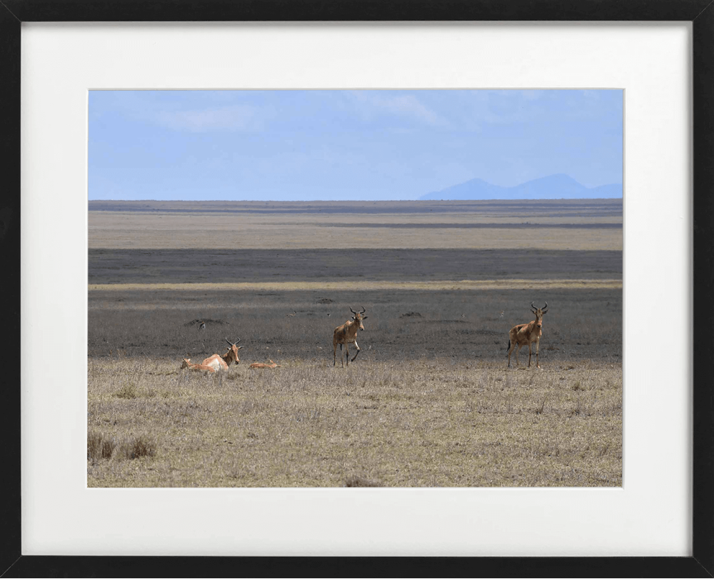 Red Hartebeest