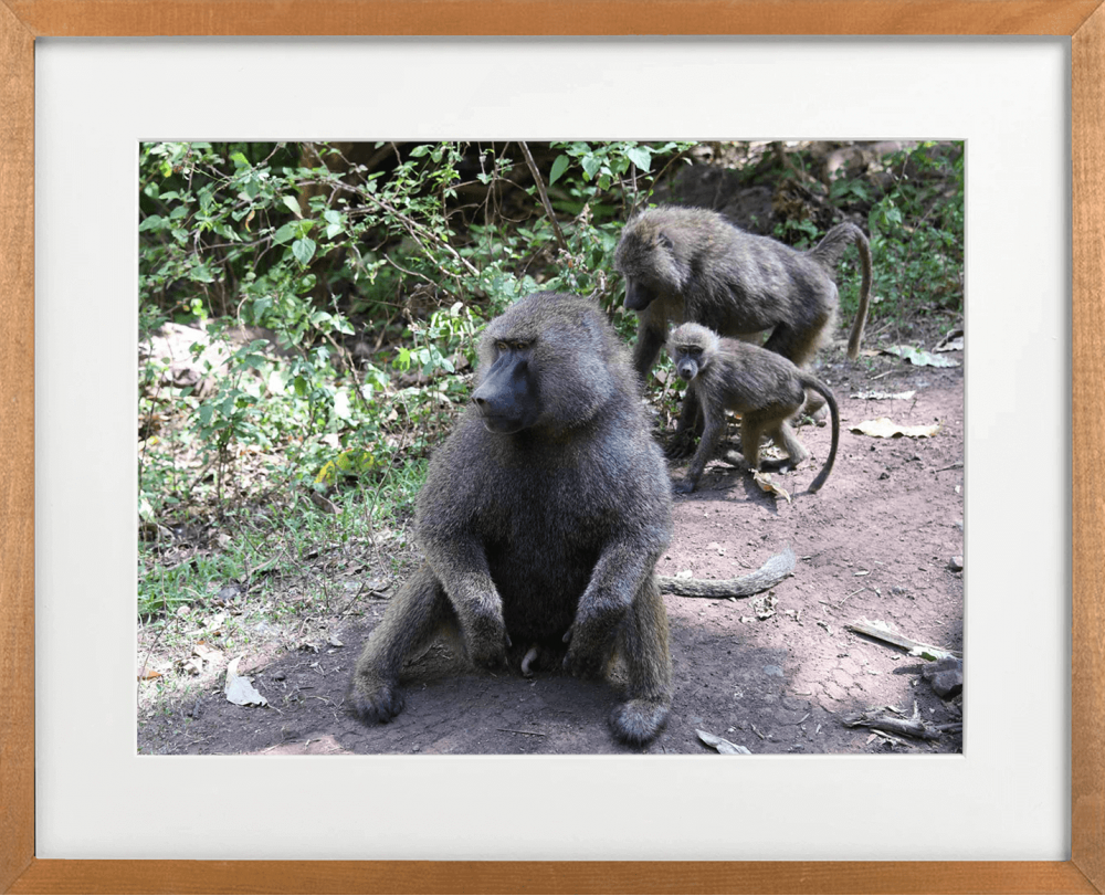 baboons on the moon