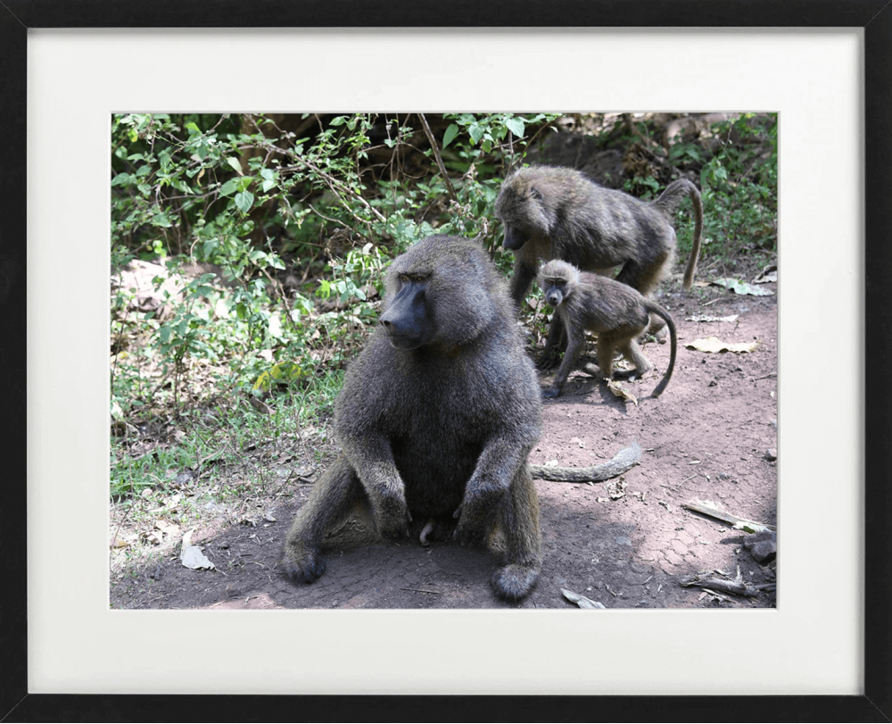 baboons on the moon